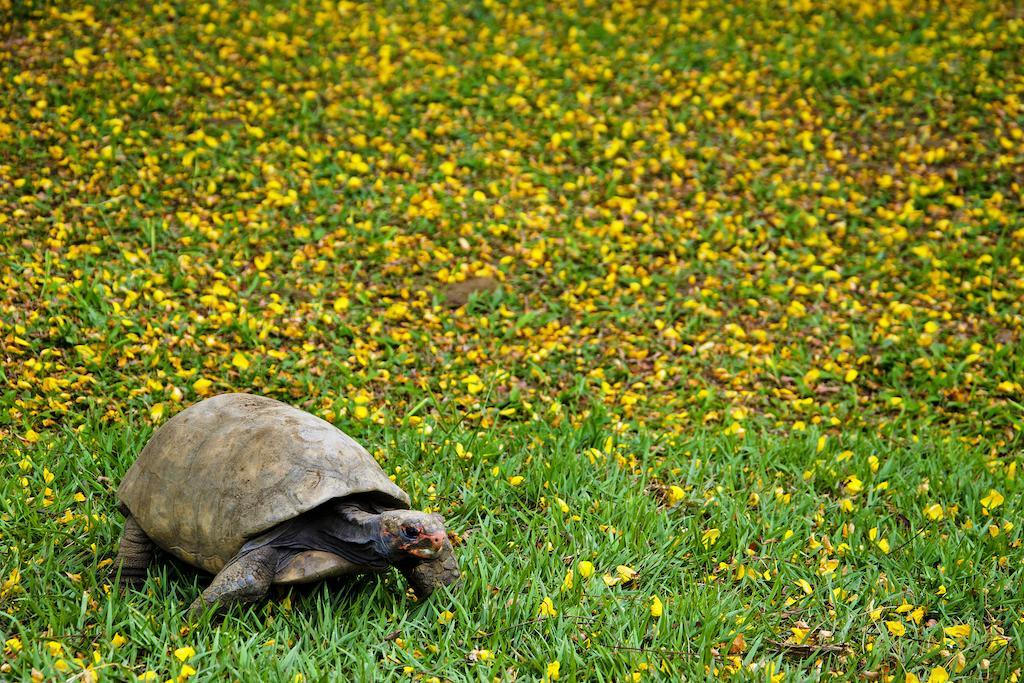 Pousada No Da Madeira Visconde De Maua Exterior photo