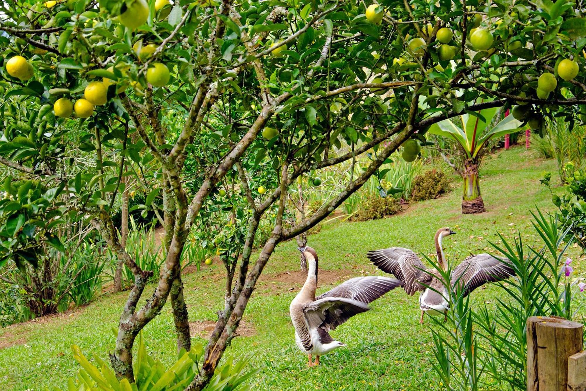 Pousada No Da Madeira Visconde De Maua Exterior photo